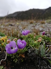 Nototriche phyllanthos