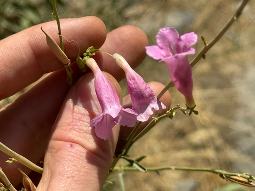 Princess Trumpet-flower