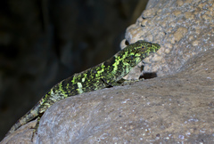 Peters' Anole photo 3