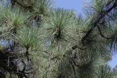 Pinus engelmannii