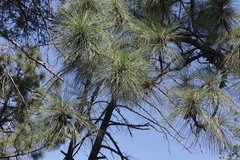 Pinus engelmannii