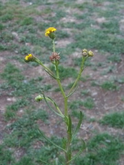Senecio clivicola