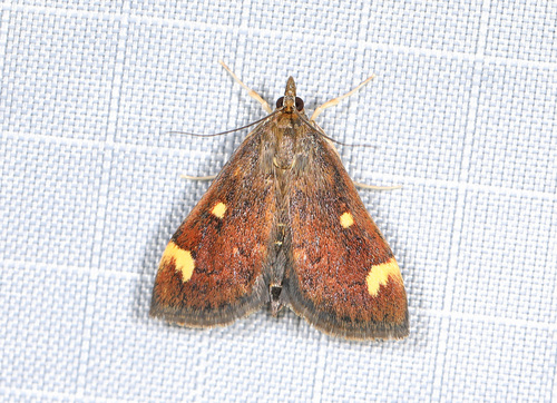 Generous Pyrausta Moth photo 4