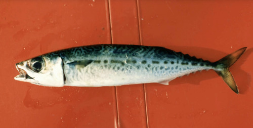 Blue mackerel (Scomber australasicus) — Scombridae — 2