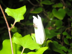 Chalepistes compressus