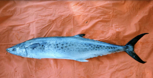 Australian seerfish (Scomberomorus munroi) — Scombridae — 3