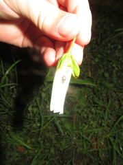 Chalepistes compressus