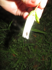 Chalepistes compressus