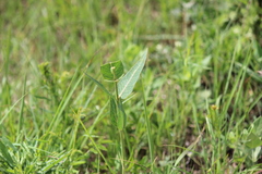 Asclepias meadii