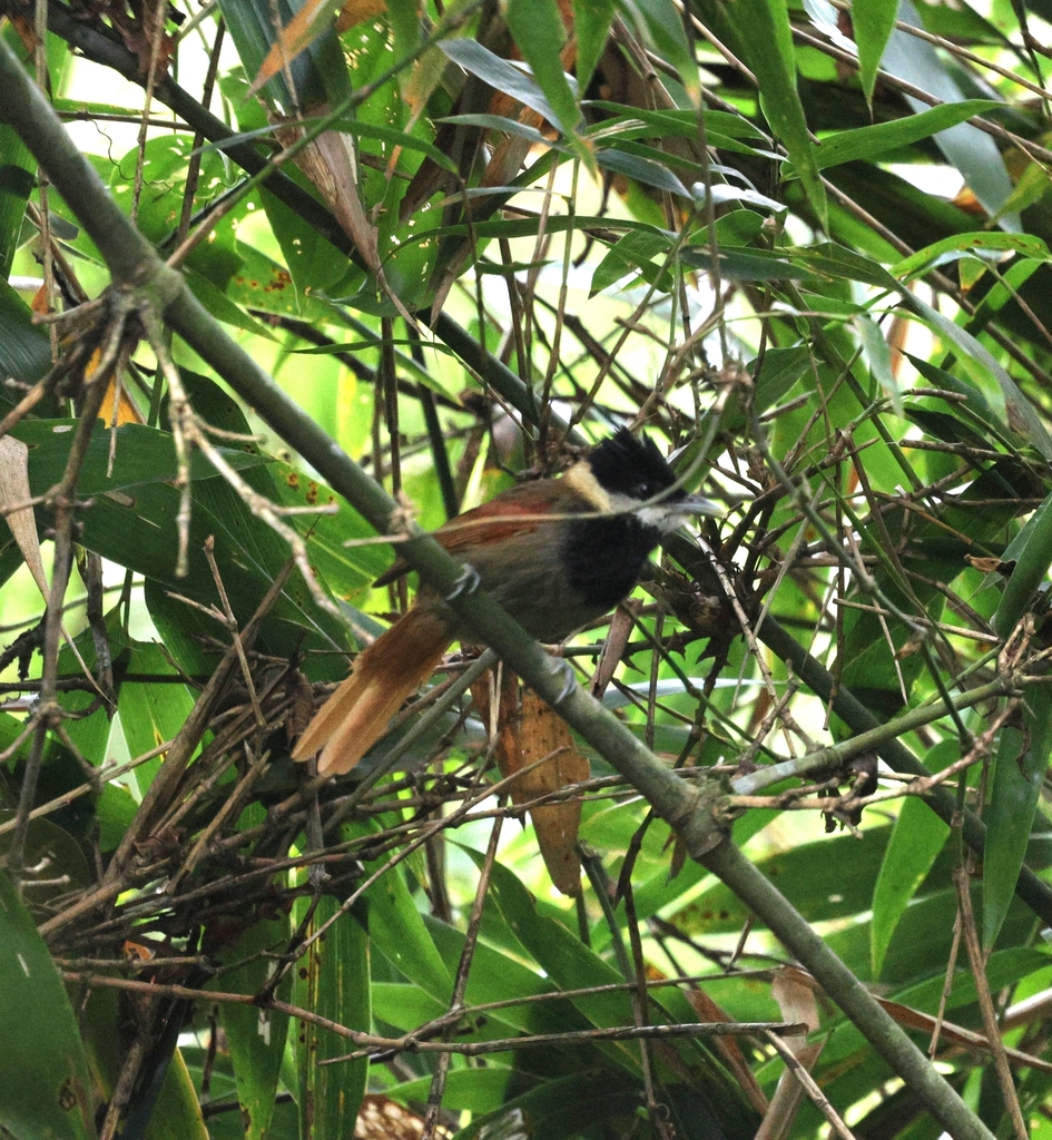 White-bearded Antshrike