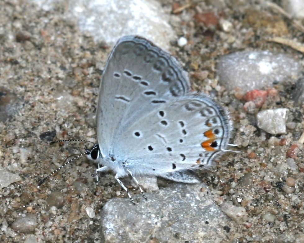 Elkalyce comyntas