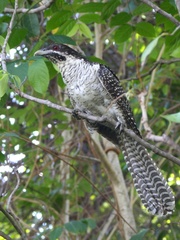 Pacific Koel photo 2