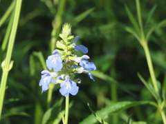 Salvia uliginosa