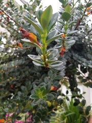 Nematanthus gregarius