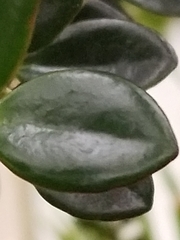 Nematanthus gregarius