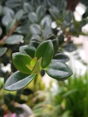 Nematanthus gregarius