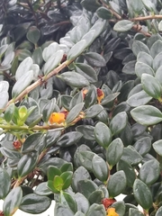 Nematanthus gregarius