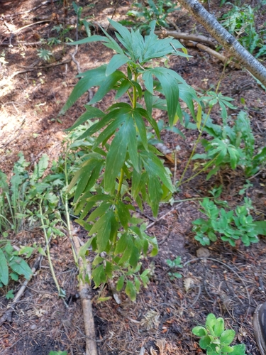Tall Phacelia (Phacelia procera)
