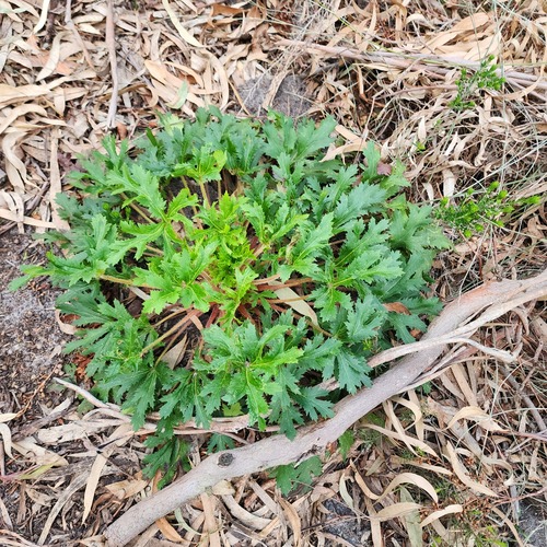 Trachymene composita, photograph 2