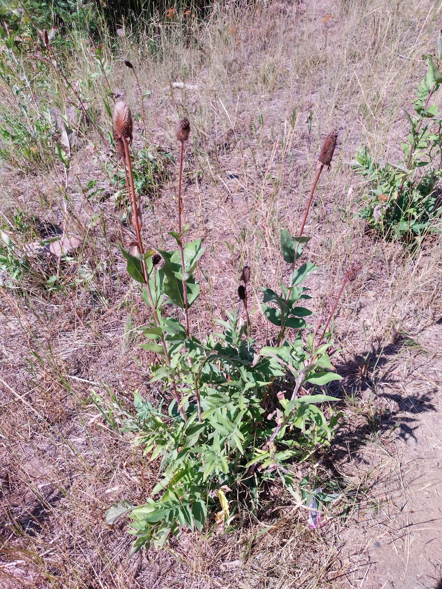 Wenatchee Mountain Coneflower (Rudbeckia alpicola)