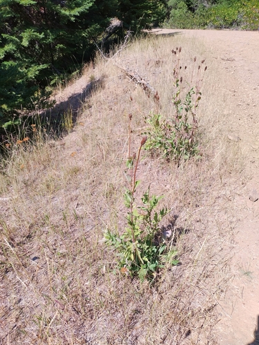 Rudbeckia alpicola, photograph 6