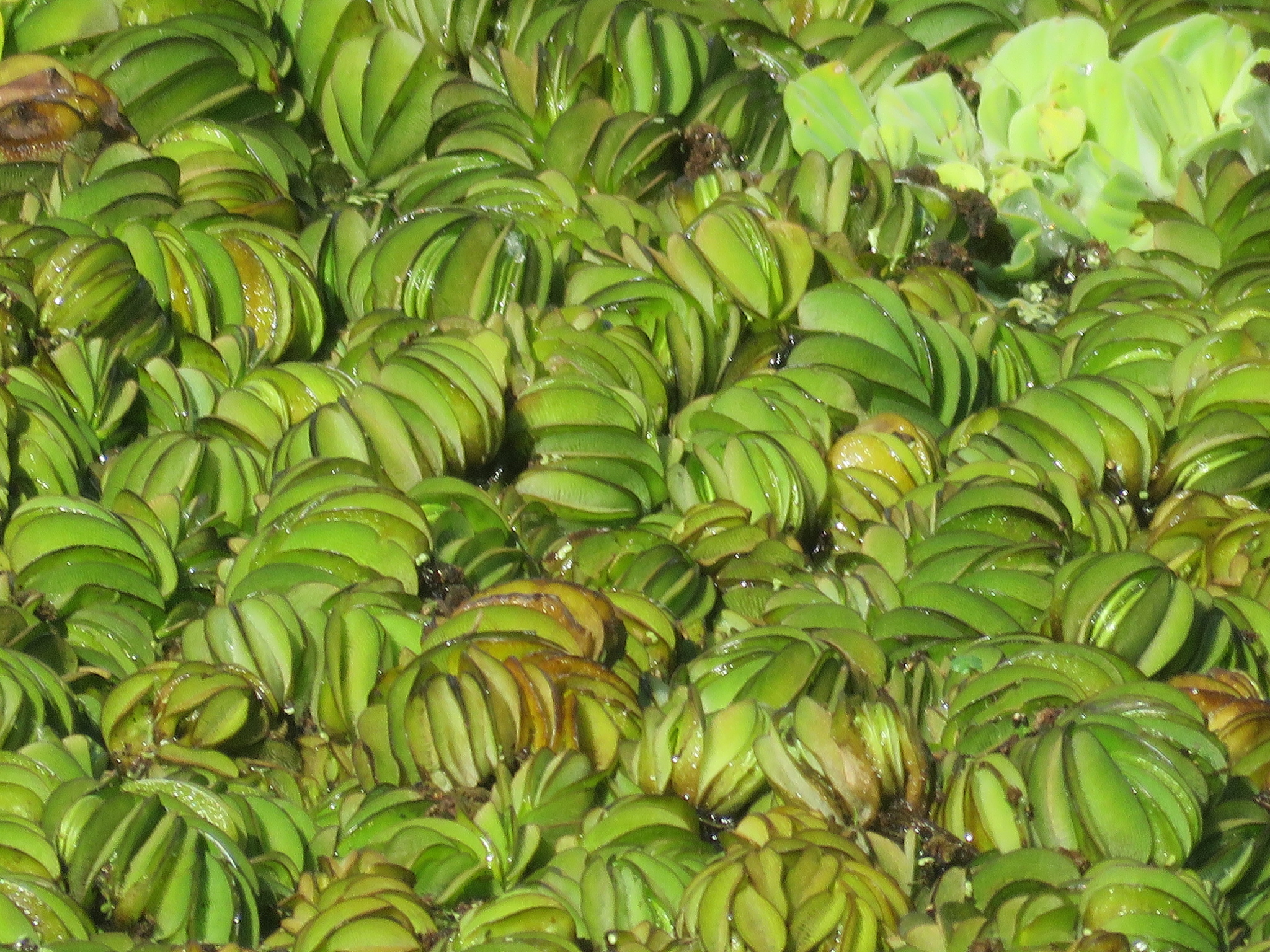 Salvinia biloba