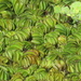 Lobed Salvinia - Photo (c) Guille Ivan Spajic, some rights reserved (CC BY-NC), uploaded by Guille Ivan Spajic