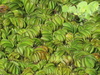 Lobed Salvinia - Photo (c) Guille Ivan Spajic, some rights reserved (CC BY-NC), uploaded by Guille Ivan Spajic