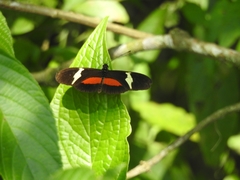 Heliconius clysonymus clysonymus