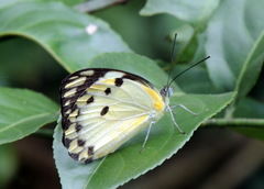Belenois calypso