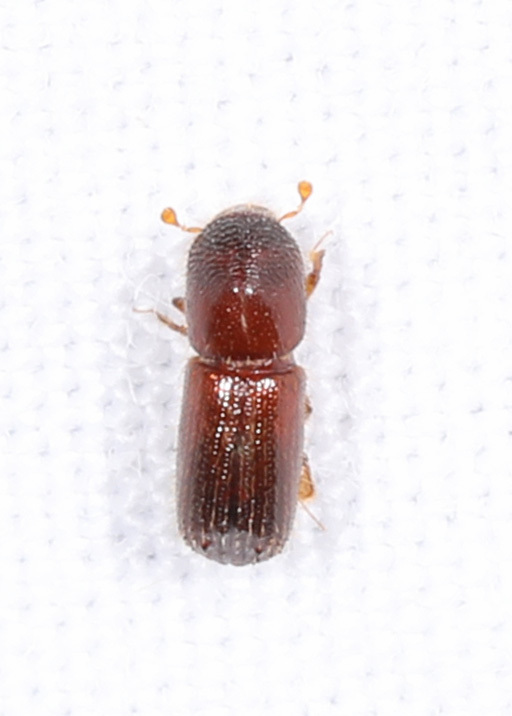 Xyleborus bispinatus