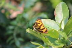 Herona marathus