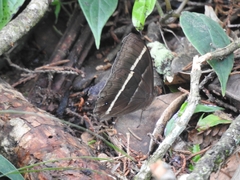 Parataygetis lineata