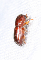 Xyleborus bispinatus