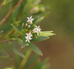 Leucopogon australis