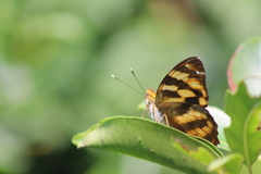 Herona marathus