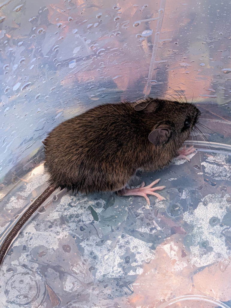 Oldfield White-bellied Rat (Niviventer culturatus)