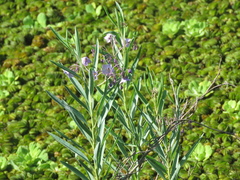 Solanum glaucophyllum