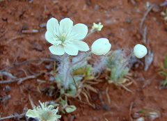 Platystemon californicus