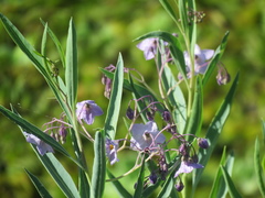 Solanum glaucophyllum