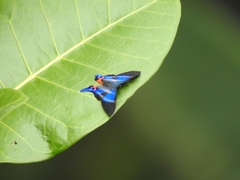 Rhetus dysonii