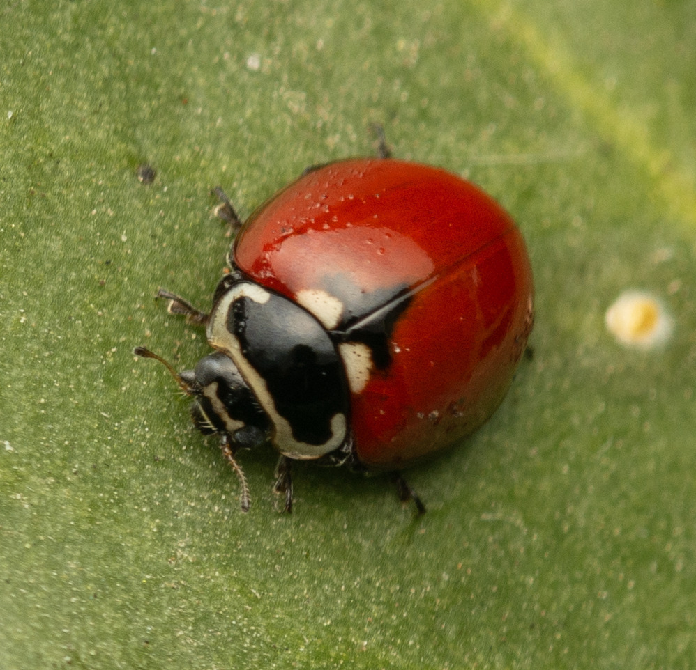 Adalia deficiens