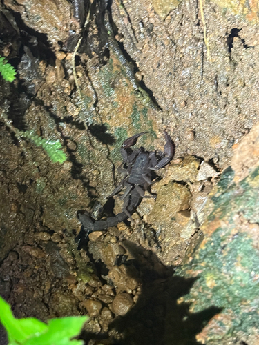 Thorellius wixarika