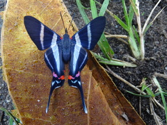 Rhetus arcius thia