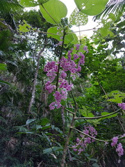 Dendrocnide moroides