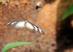 Acraea lycoa