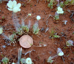 Platystemon californicus