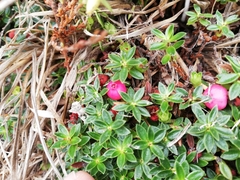 Disterigma empetrifolium