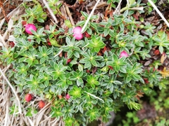 Disterigma empetrifolium