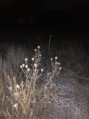 Cirsium neomexicanum